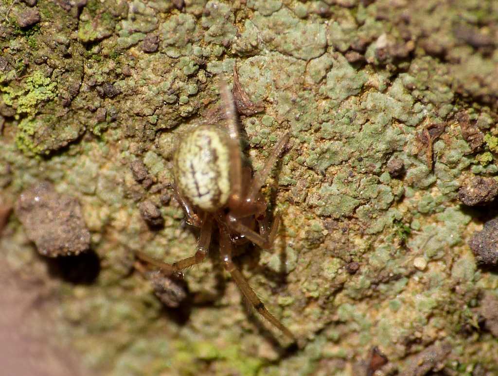 Enoplognatha sp. - Tolfa (RM)